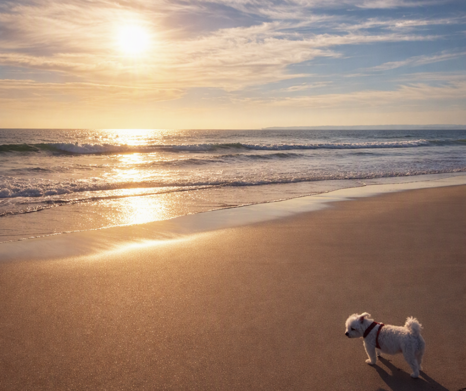 My dog Misty at Alvor beach